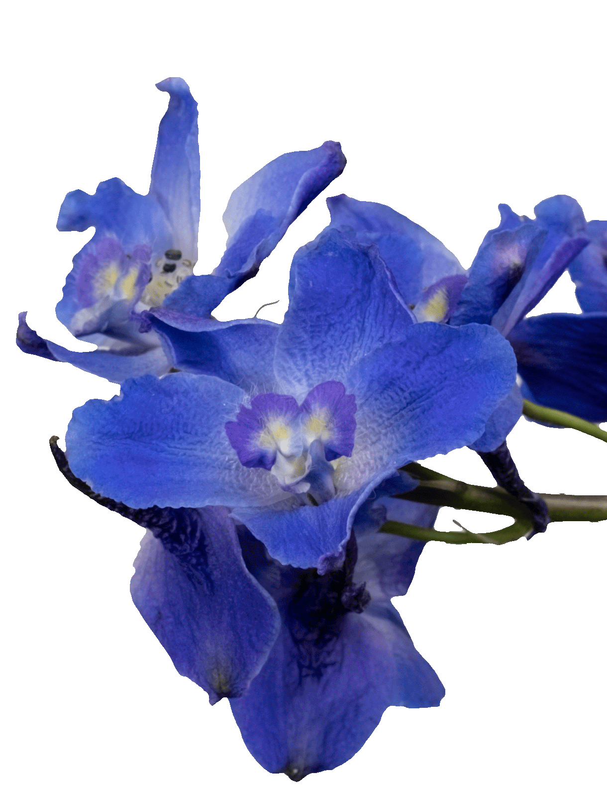 cutout image of iris flowers