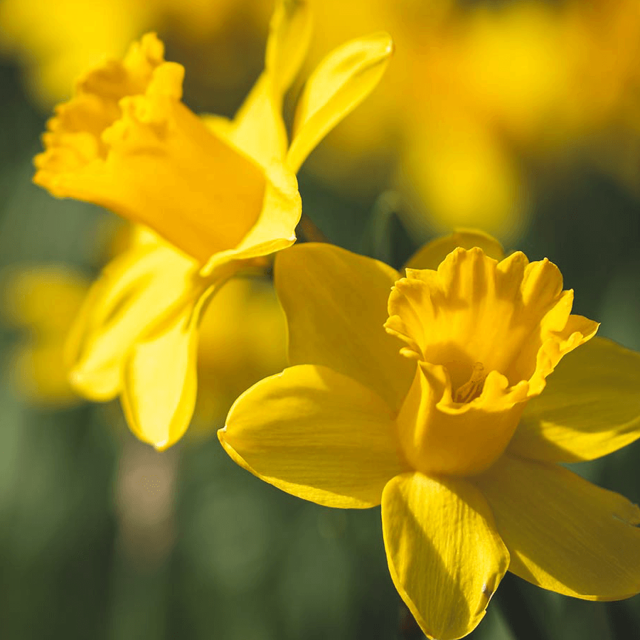 up close photo of two yellow daffodils